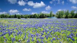 Pesquisa voos baratos para Texas