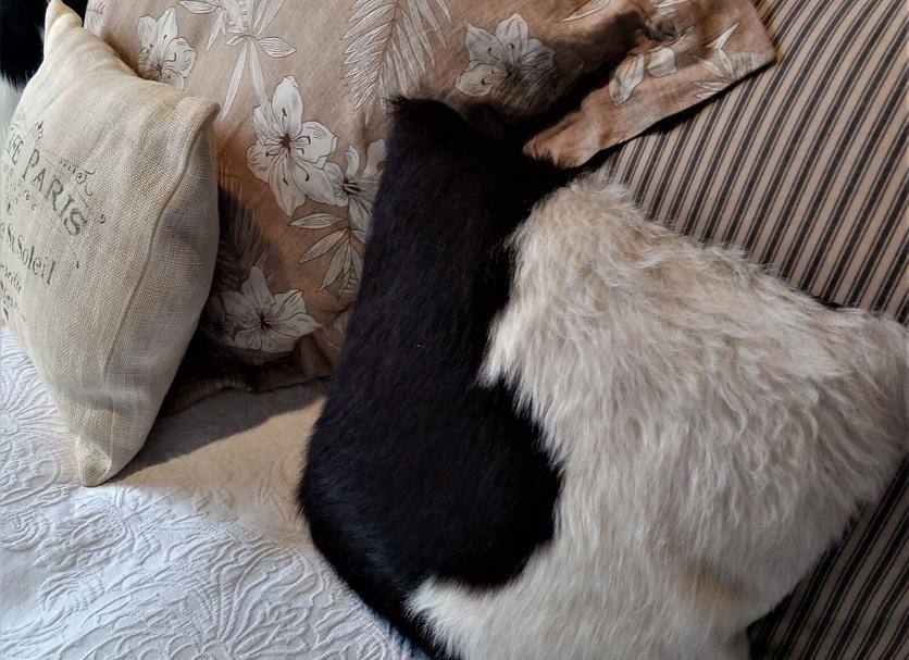 Comodidade do quarto Foto