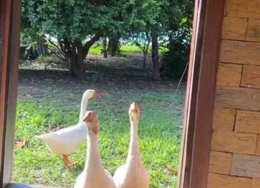 Outra Foto